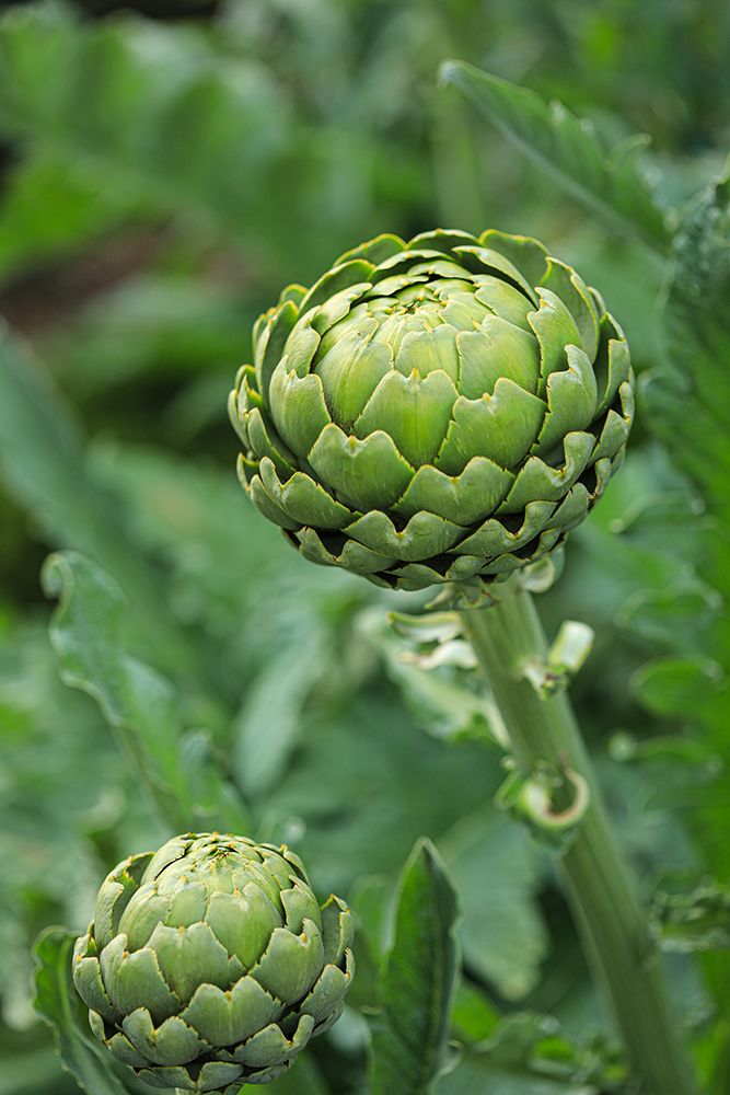 Bremerton, Washington State. Ripe artichoke.